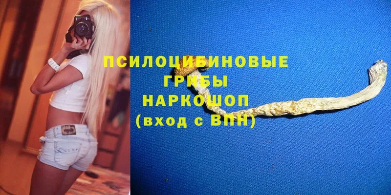 Галлюциногенные грибы Psilocybe  продажа наркотиков  Камышлов 